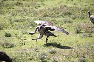 IMG_20250118-01-IMG_9706