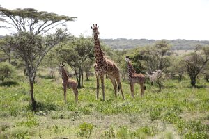 IMG_20250119-01-IMG_0550