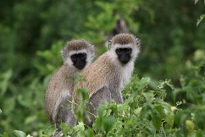 IMG_20250120-01-IMG_0968